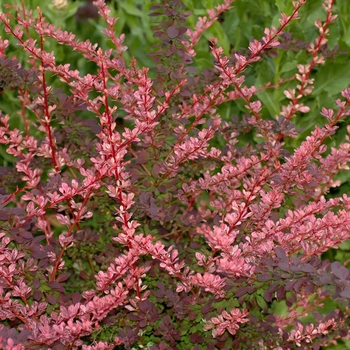 Berberis thunbergii 'Rose Glow' - Japanese Barberry