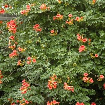 Campsis radicans - Trumpet Vine 'Multiple Varieties'
