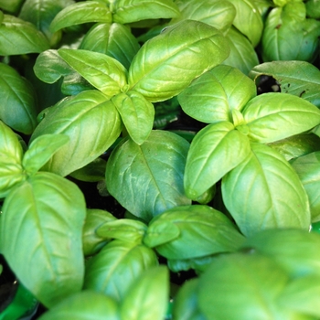 Ocimum basilicum - Basil 'Genovese'