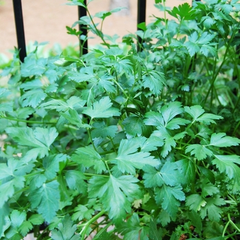 Coriandrum sativum - Cilantro