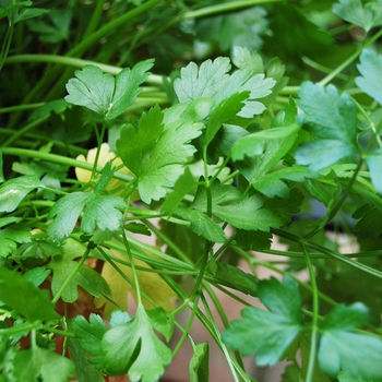 Coriandrum sativum - Cilantro
