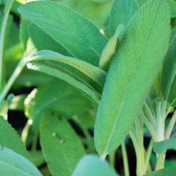 Salvia officinalis - Sage 'Grower's Friend'