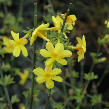 Jasminum nudiflorum - Jasmine 'Winter'