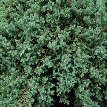 Juniperus procumbens 'Nana' - Dwarf Japanese Juniper