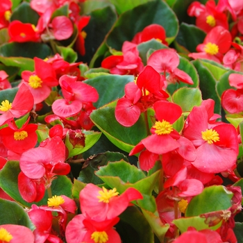 Begonia semperflorens - Wax Leaf Begonia