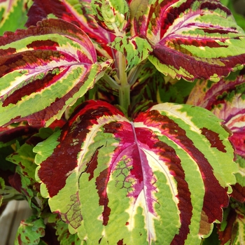 Solenostemon - Coleus 'Kong Mix'