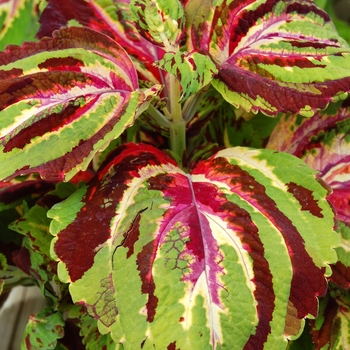 Coleus - Kong Coleus