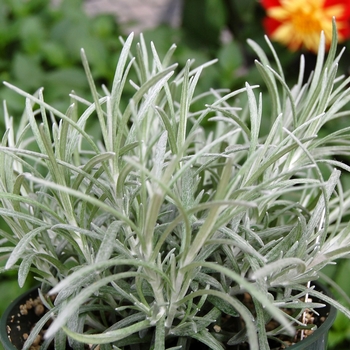 Helichrysum italicum 'Silver Threads' - Helichrysum 'Silver Threads'