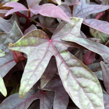 Ipomoea batatas - Sweet Potato Vine 'SolarTower Black'