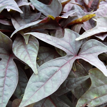 Ipomoea batatas (Sweet Potato Vine) - SolarTower ''Black''