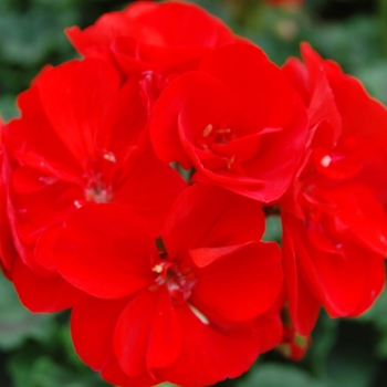 Pelargonium x hortorum 'Tango Series' - Zonal Geranium