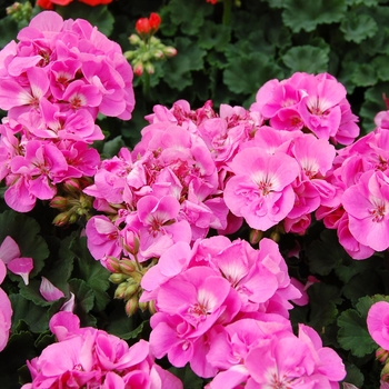 Pelargonium x hortorum (Zonal Geranium) - Geranium 'Tango Deep Pink'
