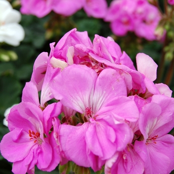 Pelargonium x hortorum (Zonal Geranium) - Geranium 'Tango Lavender'