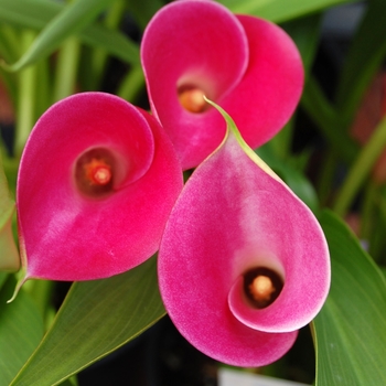 Zantedeschia aethiopica - Calla Lily