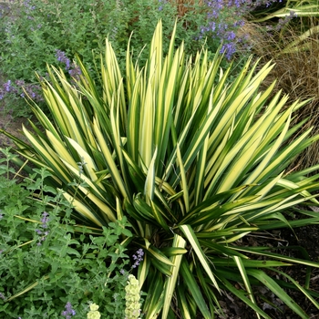 Yucca filamentosa 'Color Guard' - Yucca 'Colour Guard