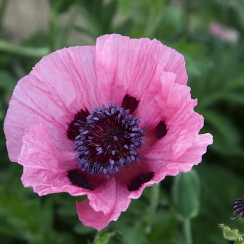 Papaver orientale - Oriental Poppy 'Multiple Varieties'