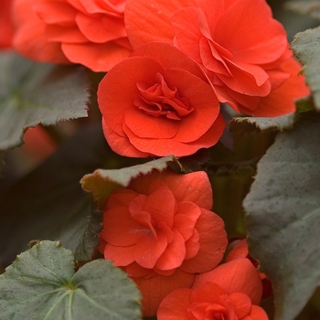 Begonia hiemalis - Begonia 'Solenia Mix'