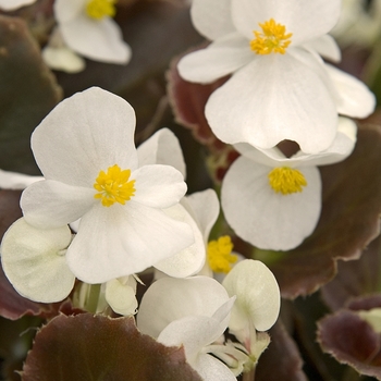 Begonia semperflorens 'Whiskey' - Cocktail Wax Begonia