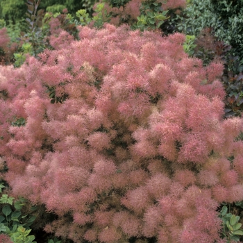 Cotinus coggygria - Smoke Bush 'Velveteeny'