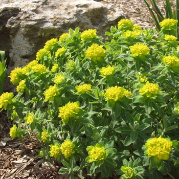 Euphorbia polychroma - Spurge 'Cushion'