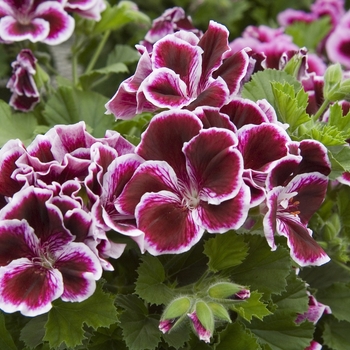 Pelargonium domesticum - Geranium 'Martha Washington Mix'