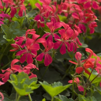 Pelargonium (Ivy Geranium) - Geranium 'Mini Cascade'