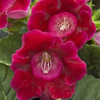 Sinningia speciosa - Gloxinia
