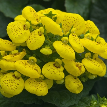 Calceolaria (Pocketbook Plant) - Calceolaria 'Multiple Varieties'