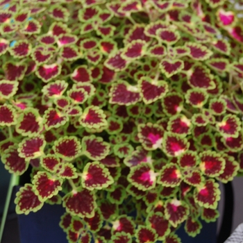 Solenostemon - Coleus 'Burgundy Wedding Train'