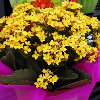 Kalanchoe blossfeldiana - Kalanchoe