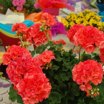 Heat Tolerant Planter - Geraniums