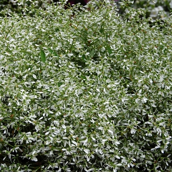 Euphorbia hypericifolia - Euphorbia 'Diamond Frost'