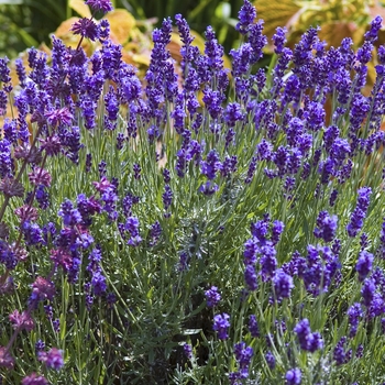 Lavandula angustifolia - Lavender