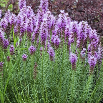Liatris spicata - Liatris 'Floristan Violet'