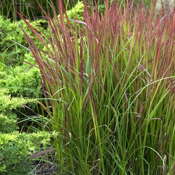 Imperata cylindrica 'Red Baron' - Japanese Blood Grass