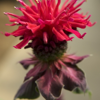Monarda didyma - Bee Balm 'Fireball'