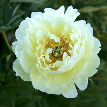 Paeonia hybrid - 'Bartzella' 