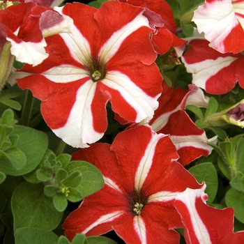 Petunia Ultra Red Star 'Ultra Red Star' - Petunia