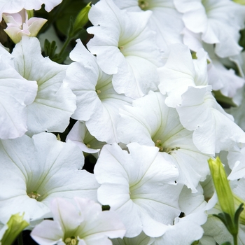 Petunia hybrida - Easy Wave® White