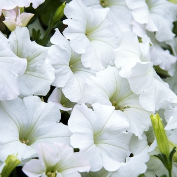 Petunia hybrida - Petunia 'Easy Wave White'