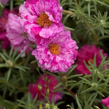 Portulaca grandiflora 'Sundial Peppermint' - Moss Rose