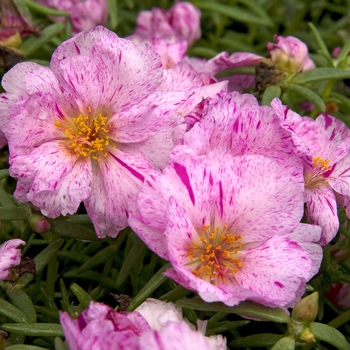 Portulaca grandiflora - Portulaca 'Sundial Peppermint'