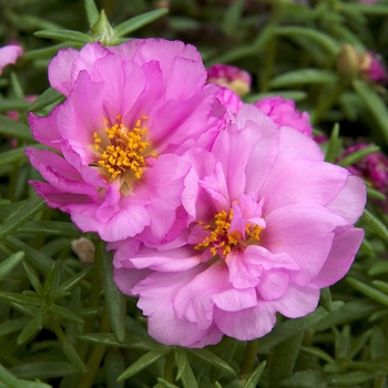 Portulaca grandiflora 'Sundial Pink' - Moss Rose