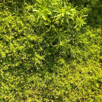 Sagina subulata - Moss 'Irish'