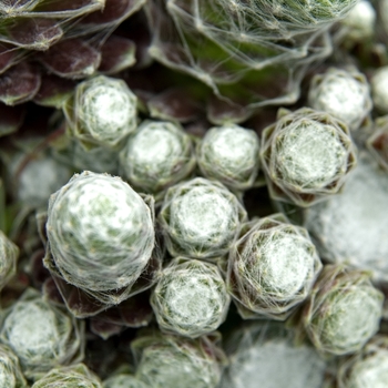 Sempervivum - Hens and Chicks 'Cobweb'