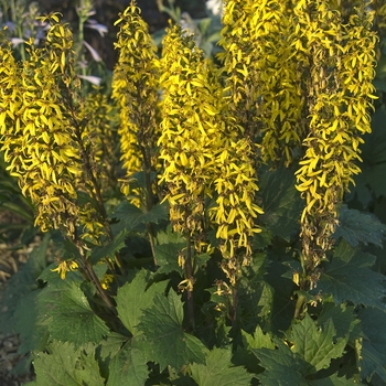 Ligularia stenocephala - Ligularia 'Little Rocket'