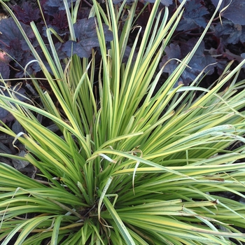 Acorus gramineus 'Oborozuki' - Grassy-leaved Sweet Flag