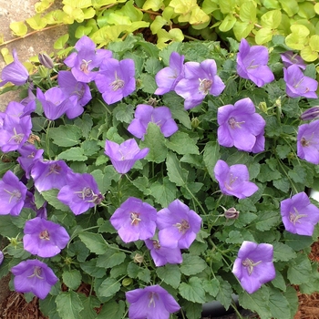 Campanula carpatica - Bellflower 'Blue Clips'