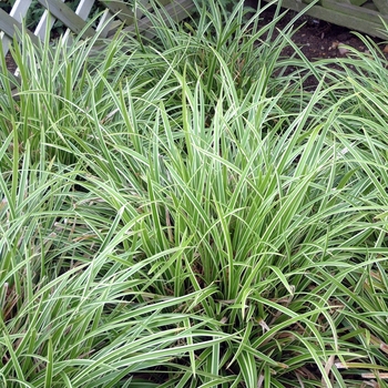 Carex morrowii - Sedge 'Ice Dance'