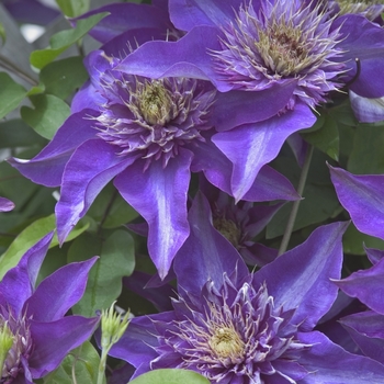 Clematis - Clematis 'Multi-Blue'